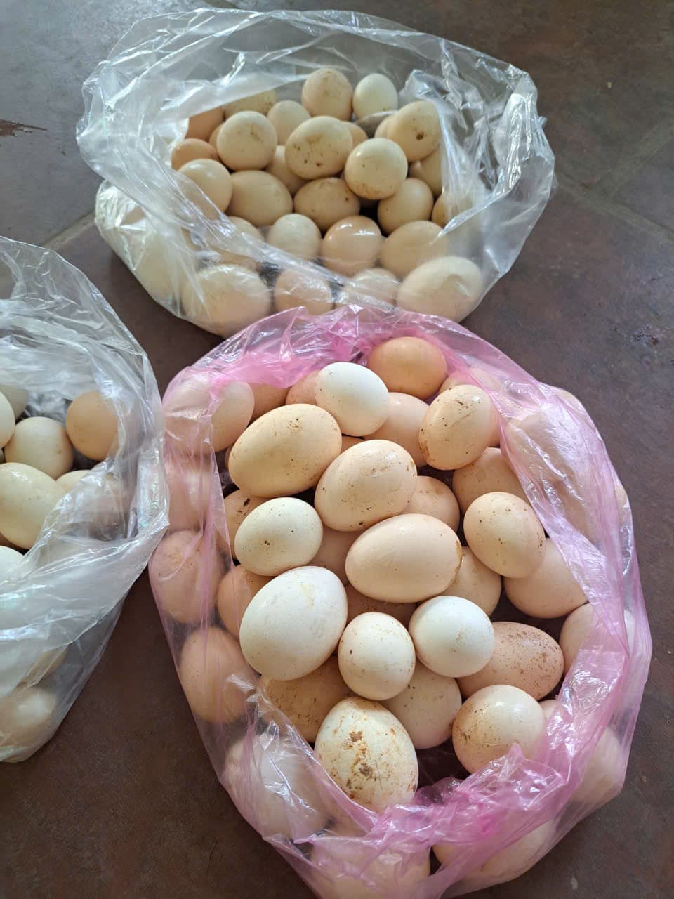 Nhiều mẻ trứng Gà Mía được phân loại tại hộ nuôi