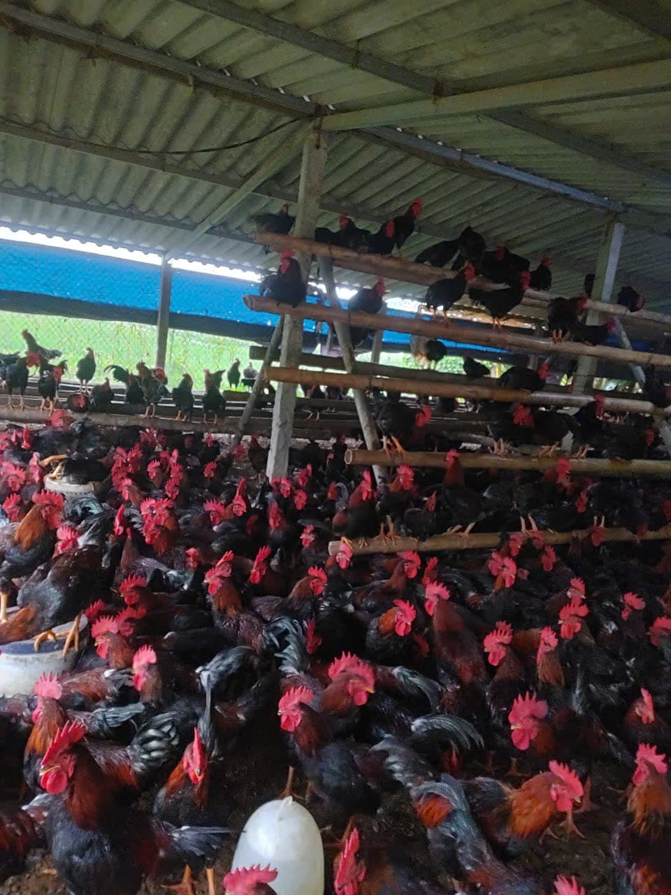Đàn gà Mía được chăm trong khu nuôi có mái che
