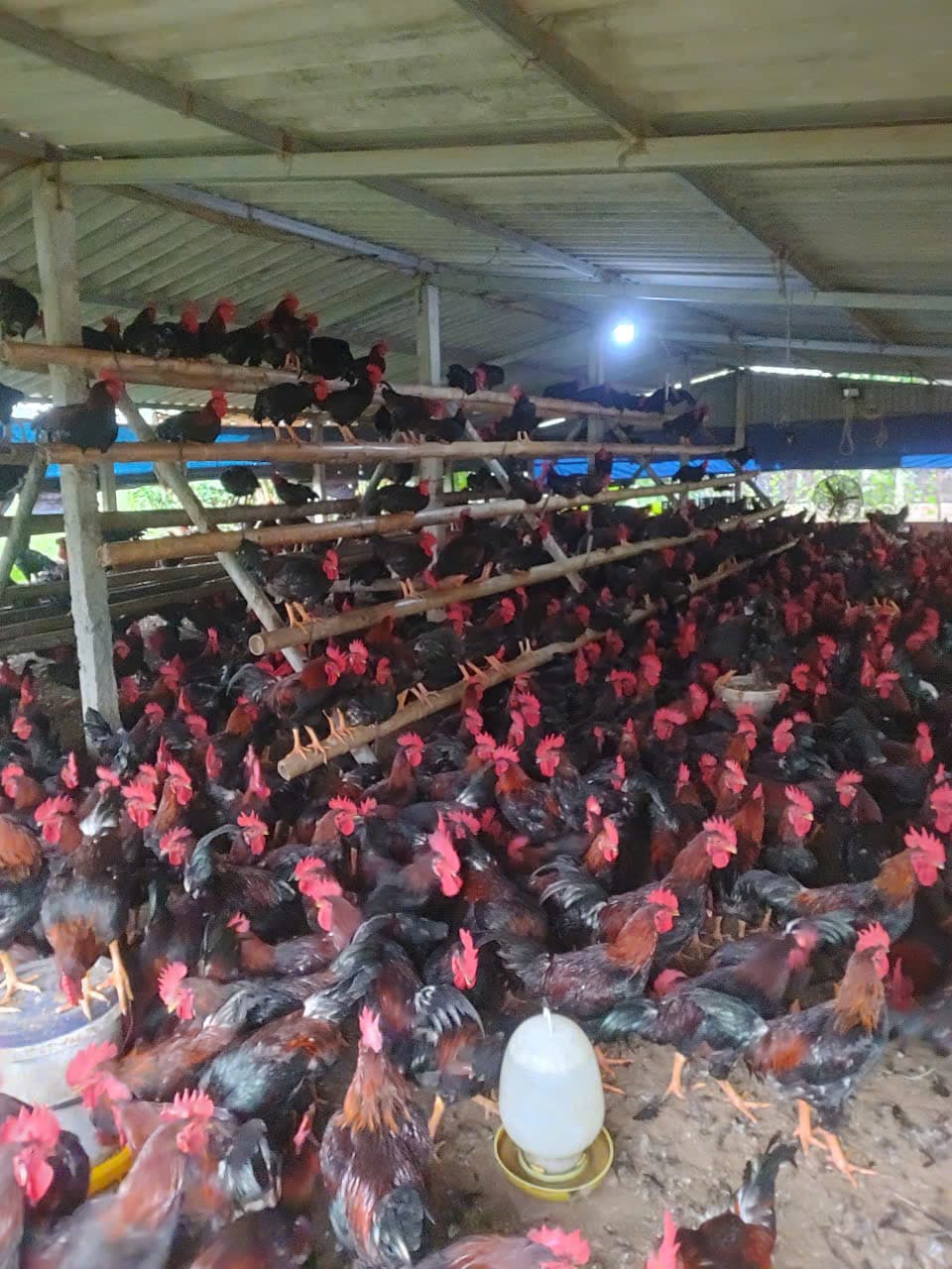 Đàn gà Mía trong khu chuồng nuôi địa phương